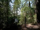 Big Basin Redwood SP 08